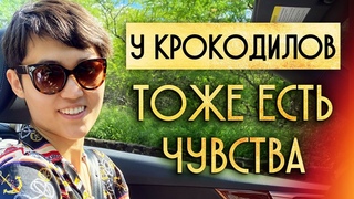 Почему крокодилы совершают суицид