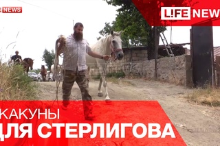 » ЛЕВОН АЙРАПИТЯН ПОДАРИЛ СТЕРЛИГОВУ ТАБУН ЛОШАДЕЙ