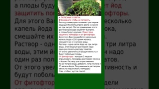 Рассаду помидоров полейте раствором йода