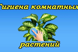 Гигиена комнатных растений