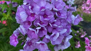 Флокс Муза, селекции Куликова