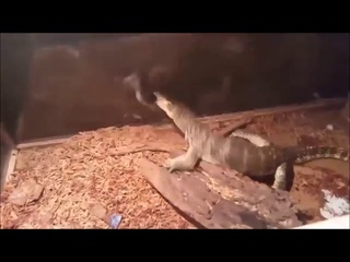 How it feels to chew 5 gum