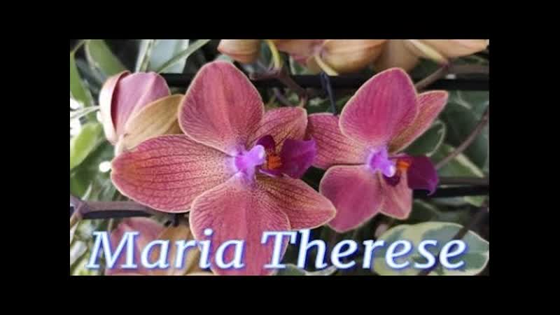 336, ПЕРЕВАЛКА двух ОРХИДЕЙ MARIA THERESE в один