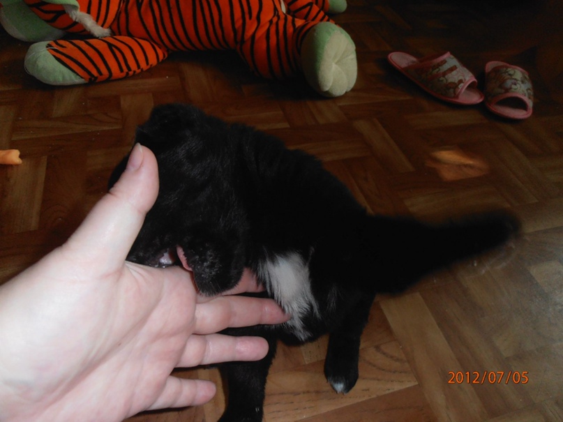 Елена Хрусталева | Новосибирск