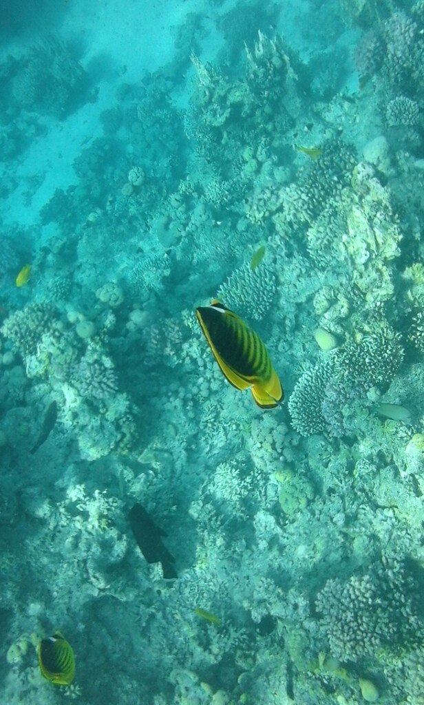 Даниил Коваленко | Харьков