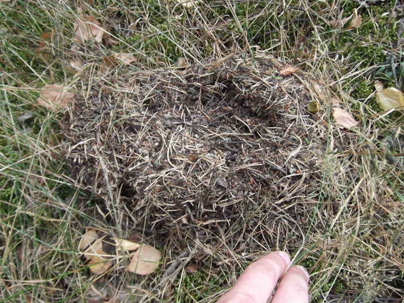 Александр Цапков | Кривой Рог