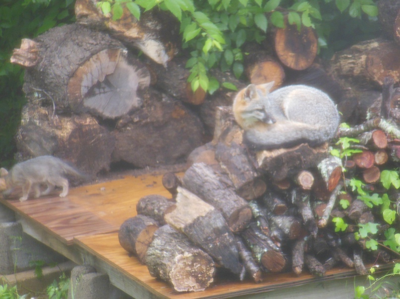 Елена Микушева | Austin