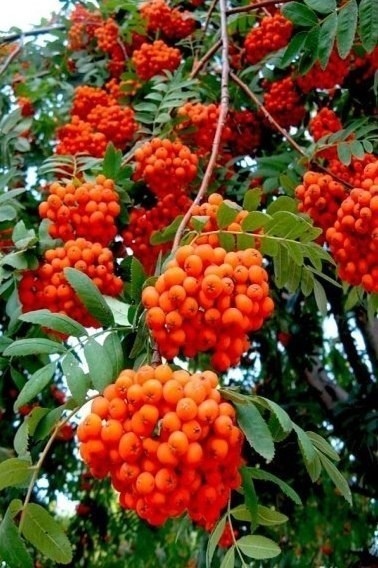 Елена Меньшакова |