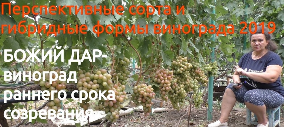 Божий дар Описание сорта Виноград Воронежской области