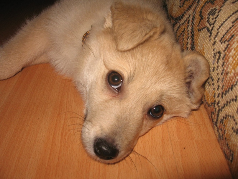 Юрий Лапшин | Минск