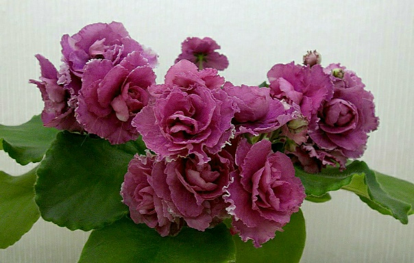 Популярные сорта фиалок с розовыми цветами: название + фото