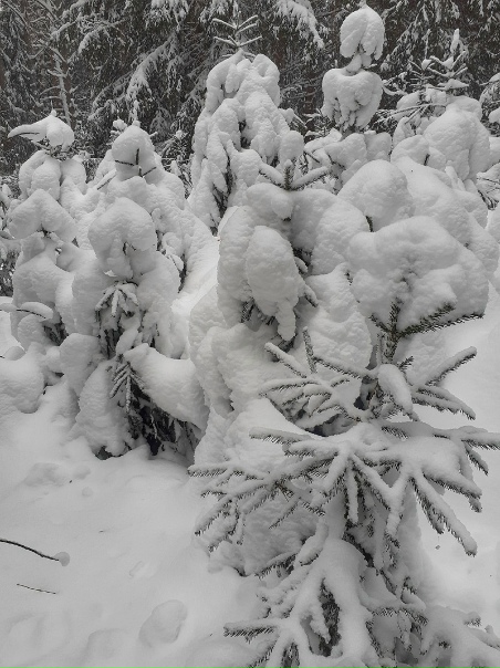 Под белым покрывалом января