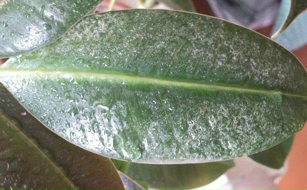 Заболел фикус - Форум - Фикус каучуконосный - Фикус - Декоративно-лиственные рас