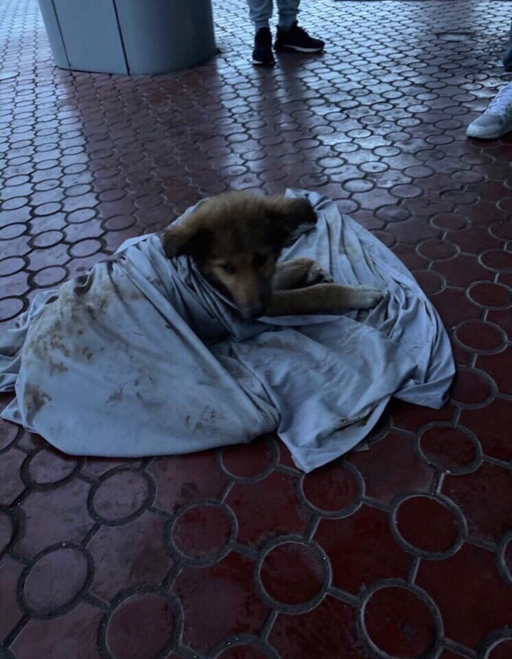 Эх, жизнь моя жестянка! И била и