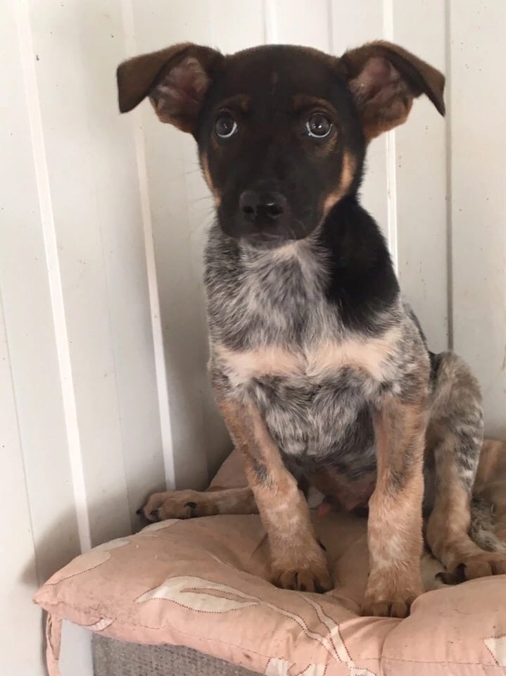 Веселый и расслабленный на своей территории.
Зажатый и,