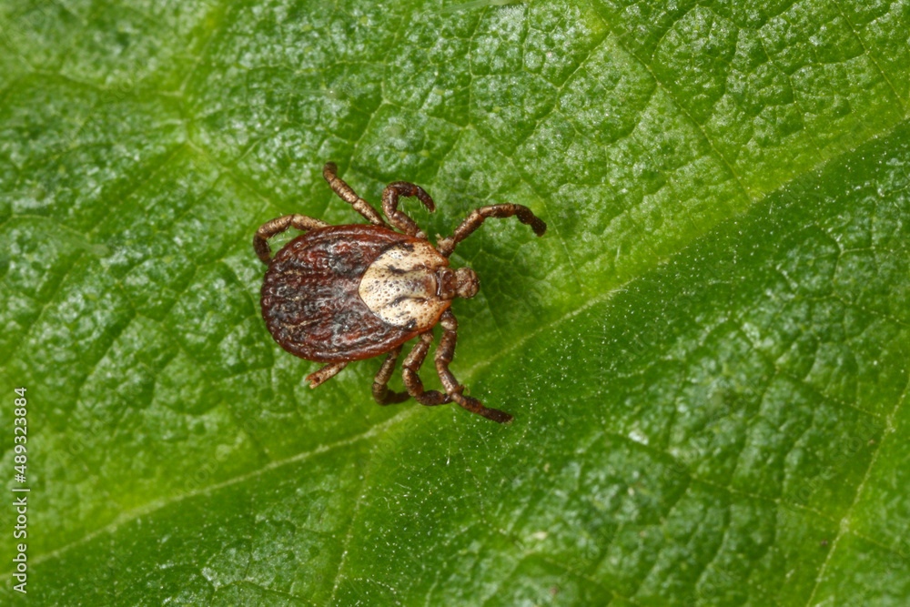 How to Identify 8 Different Types of Ticks on Dogs