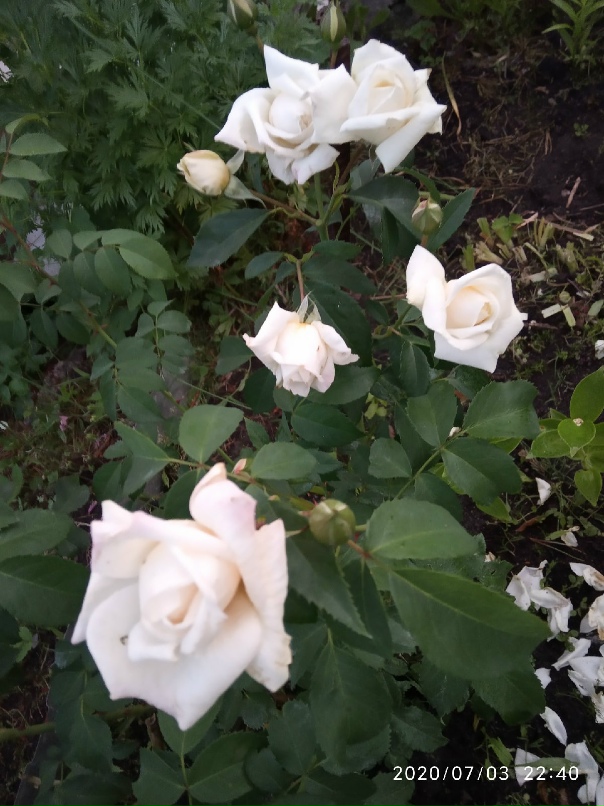 Александр Пахомов | Санкт-Петербург