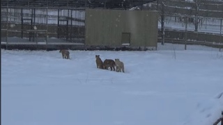 Морозоустойчивые российские львы в заснеженном парке🦁🐾🇷🇺 ПАРК ЗЕМЛЯ ПРАЙДА ❄