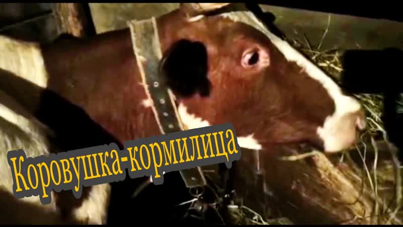 Корова кормилица нашей