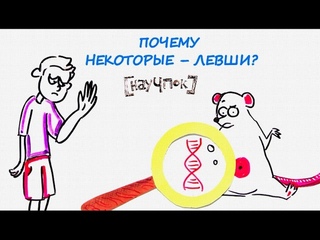 Почему некоторые – левши? — Научпок