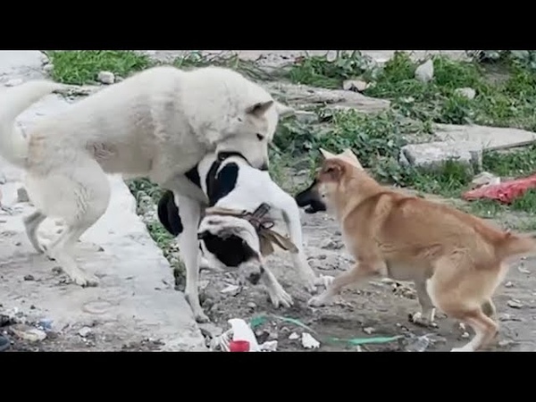 2 DOGS GANG ATTACK INTRUDER SIBERIAN HUSKY KANGAL VS PITBULL TERRITORY WAR