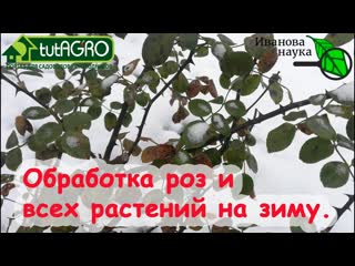 НЕ УКРЫЛИ РОЗЫ НЕ ПОБЕЛИЛИ ДЕРЕВЬЯ Ещё не опоздали! Вот как надо обработать дешево и эффективно.
