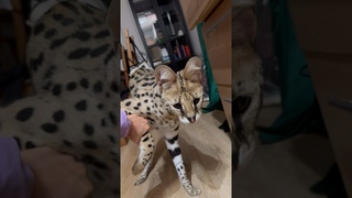 Нападение бешеного сервалане забывайте подписаться!кто-то удивлен ее хозяйственности