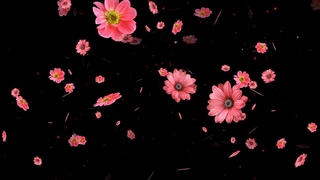 particles overlay |Flower particles overlay