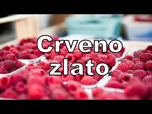 Mongoli, indijci i albanci beru maline, a srbi