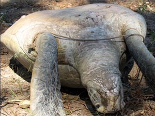 Turtle (Miyapunu) cooking & eating