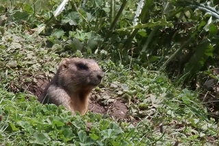 Gray Marmot / Серый сурок / Marmota baibacina