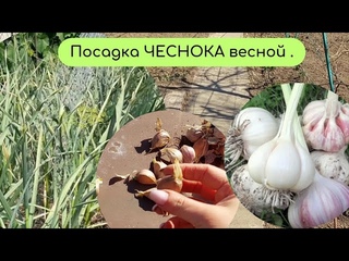 Посадка ЧЕСНОКА ВЕСНОЙ.  ГЛАВНЫЕ ПРАВИЛА  ЧТОБЫ БЫЛ КРУПНЫЙ