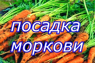 посадка моркови