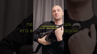 ЗУБАРЕВ ПРО УМ КОТОВ