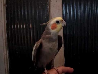 Tu, a Calopsita Flamenguista