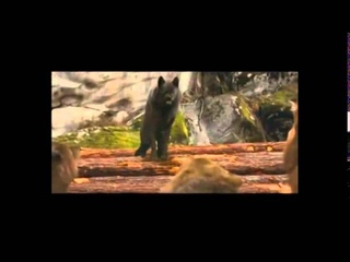 MV ~ Twilight Wolf Pack - The Red