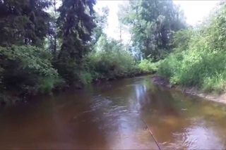 форель под деревом