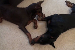 Doberman Puppy Grows Up