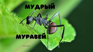 Мудрый муравей / песня